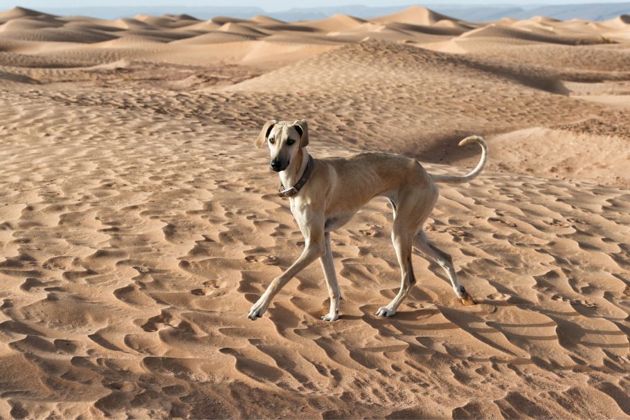 Desert Dog Names